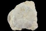 Displayable Fossil Sea Urchin (Clypeus) - England #65855-1